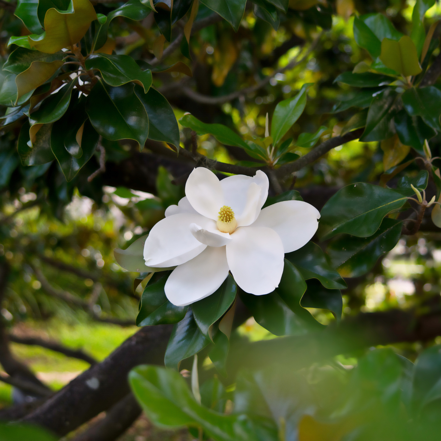 Sweetbay Magnolia Plant 6-12 Inch Tall - Image 6