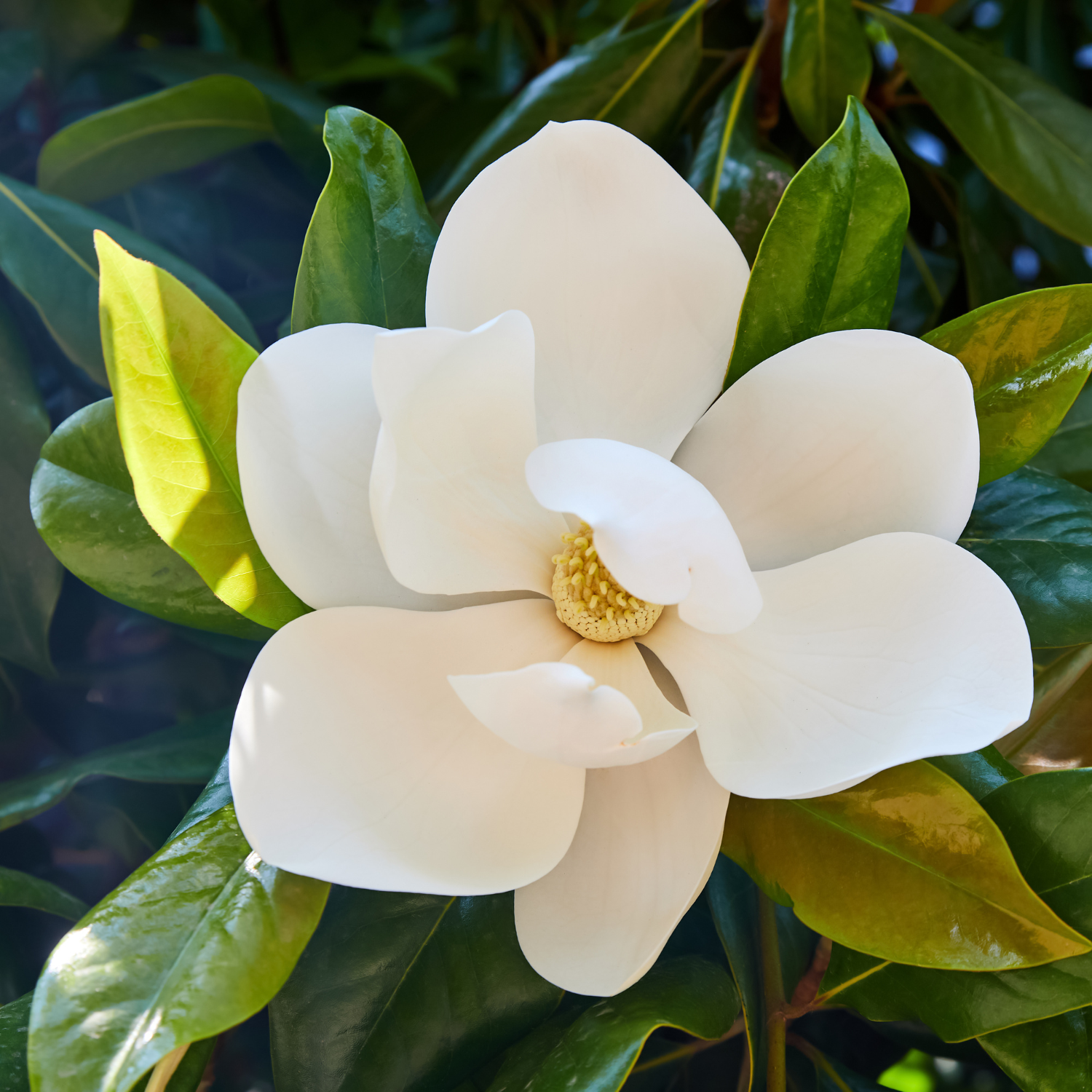 Sweetbay Magnolia Plant 6-12 Inch Tall - Image 5