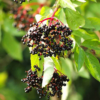 1 Black American Elderberry Trees 6-12 Inch Tall