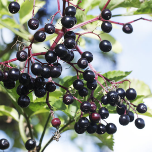 Alternative view of 4 Black American Elderberry Trees 6-12 Inch Tall