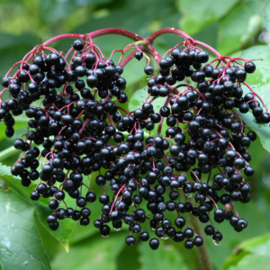 4 Black American Elderberry Live Plants 6-12 Inch Tall