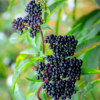 4 Black American Elderberry Plants Live 6-12 Inch Tall