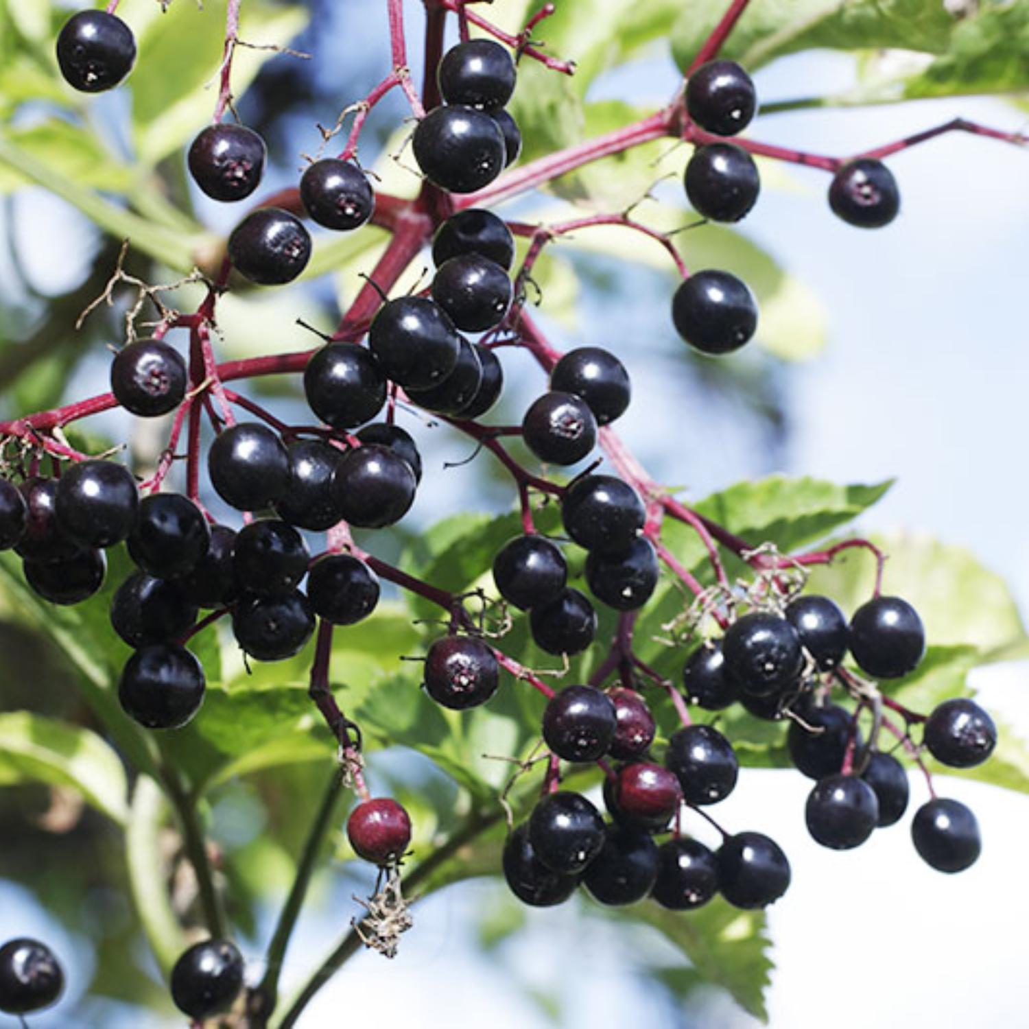 2 Black American Elderberry Trees 6-12 Inch Tall - Image 6