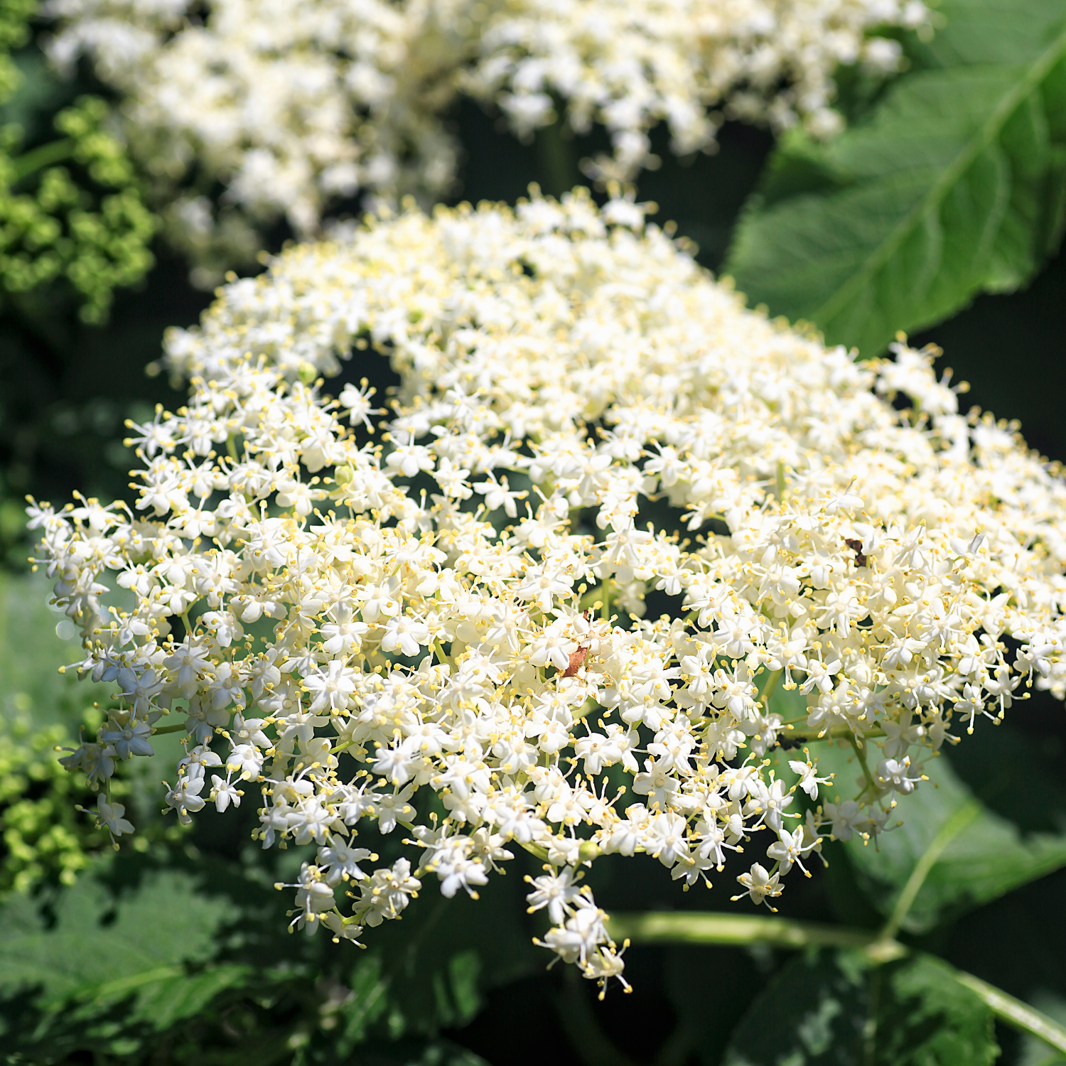 2 Black American Elderberry Trees 6-12 Inch Tall - Image 5