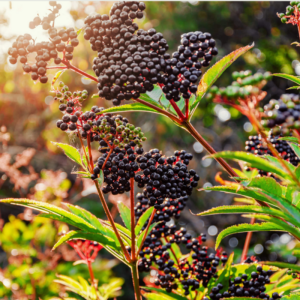 Alternative view of 2 Black American Elderberry Trees 6-12 Inch Tall