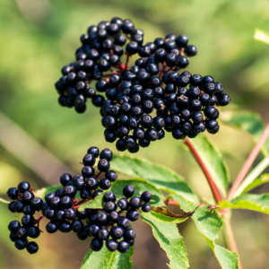 2 Black American Elderberry Trees 6-12 Inch Tall