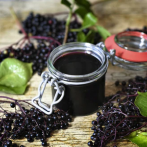 Alternative view of 2 Black American Elderberry Live Plants 6-12 Inch Tall