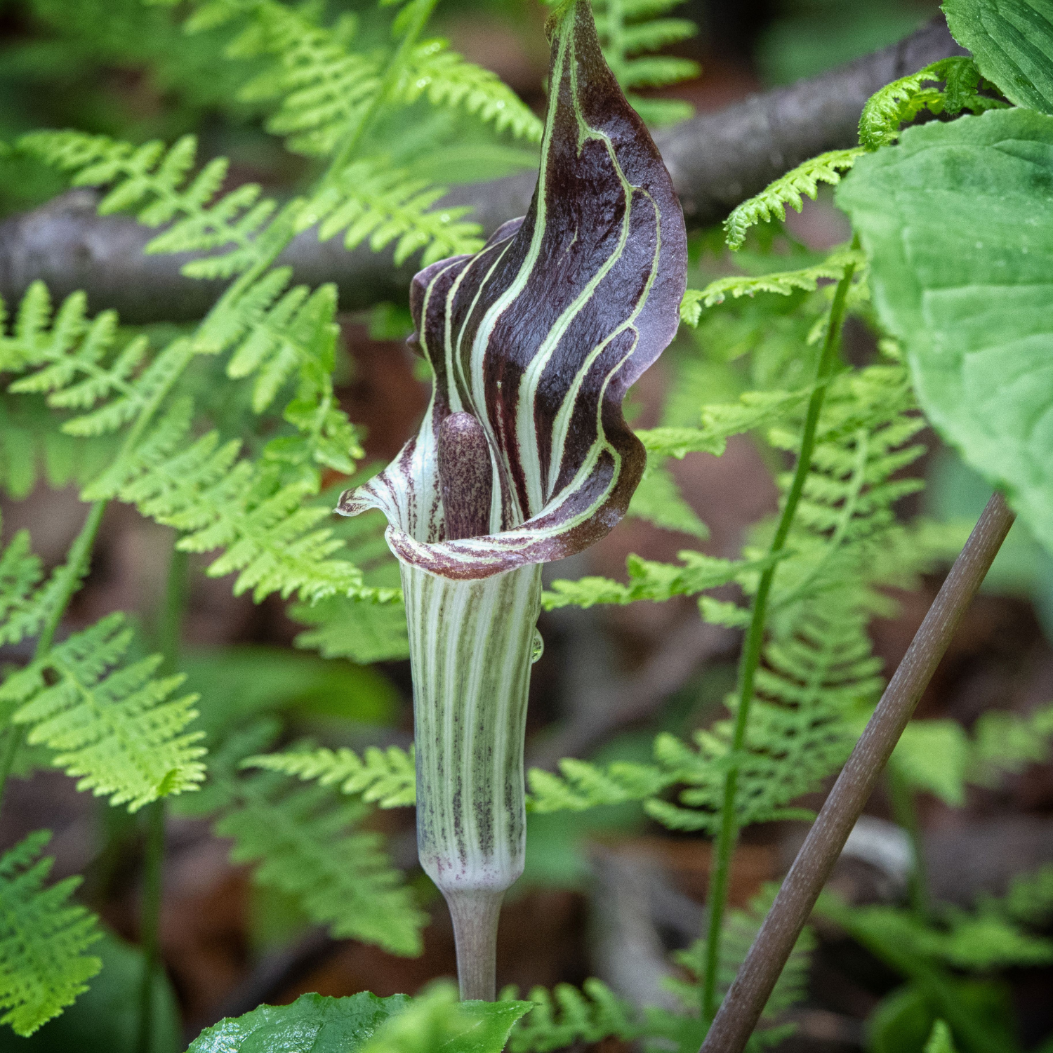 10 Jack In Pulpit Bulbs For Planting - Image 5