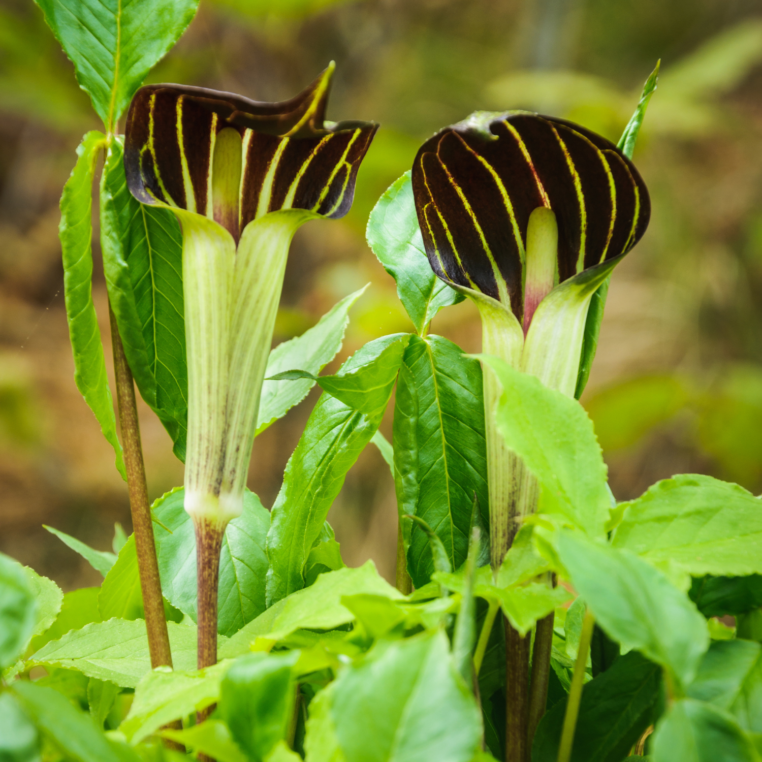 10 Jack In Pulpit Bulbs For Planting - Image 4