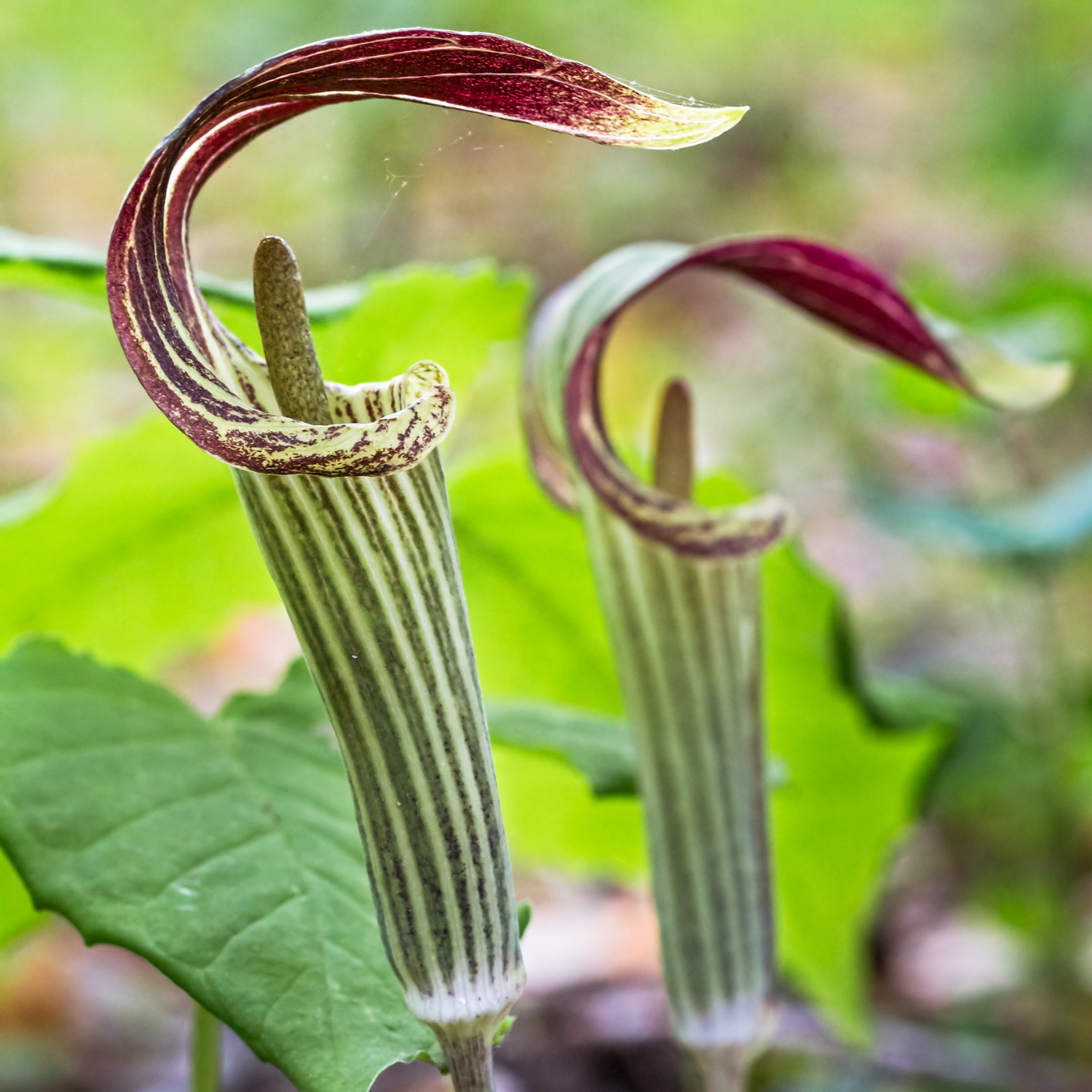 10 Jack In Pulpit Bulbs For Planting - Image 3
