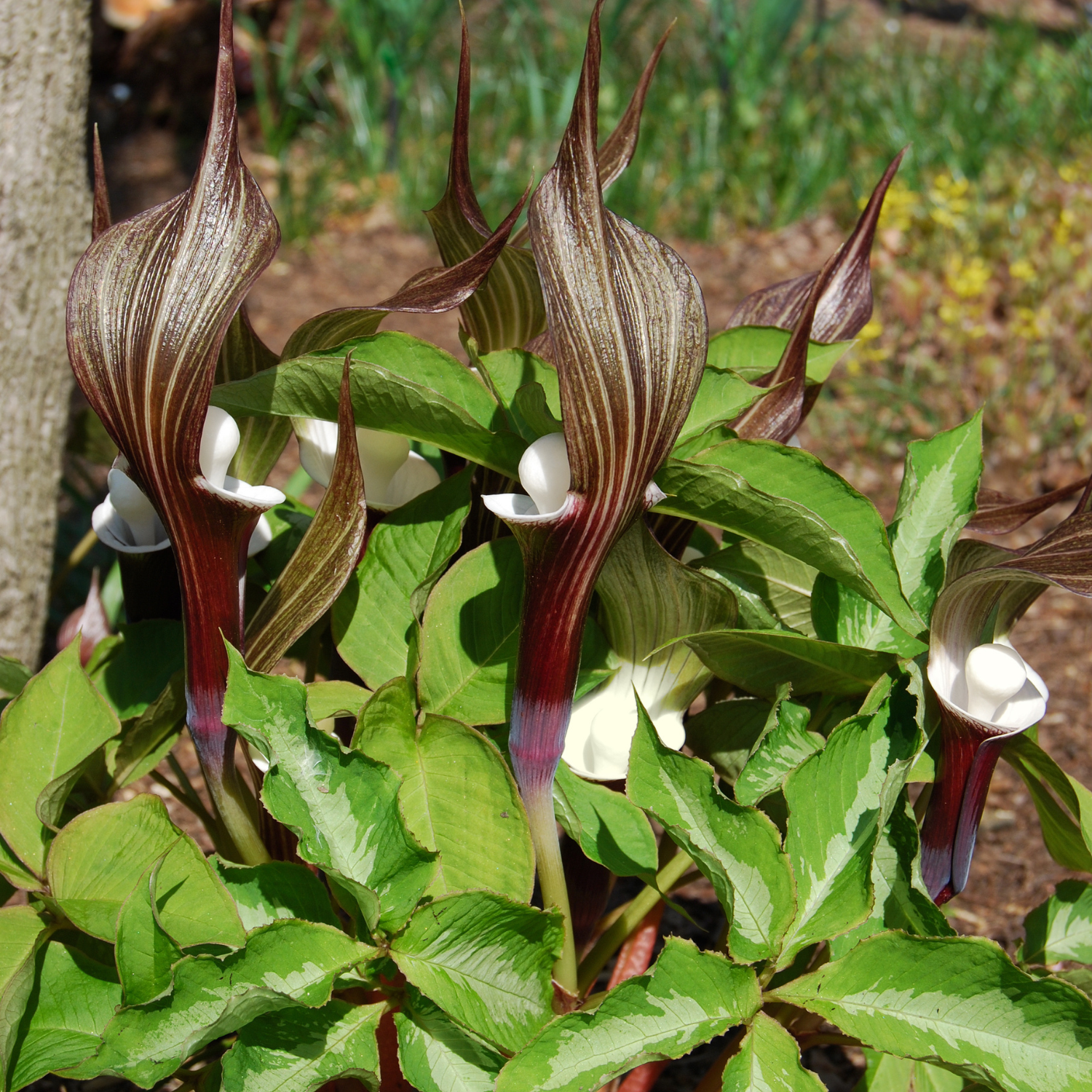 10 Jack In Pulpit Bulbs For Planting - Image 2