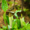10 Jack In Pulpit Bulbs For Planting