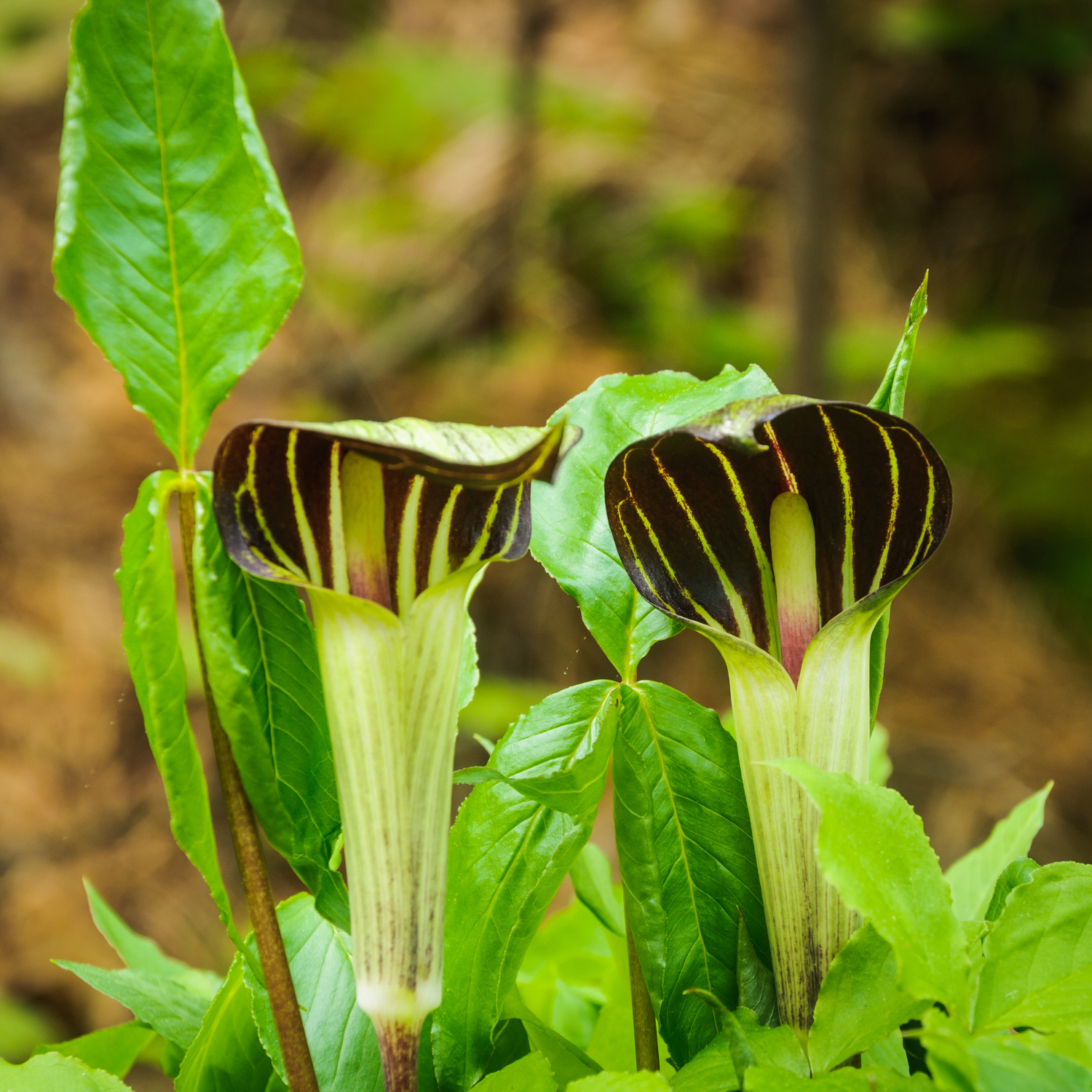 10 Jack In Pulpit Bulbs For Planting