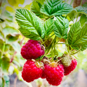 Alternative view of 4 Red Raspberry Trees Plant 4-8 Inch Tall