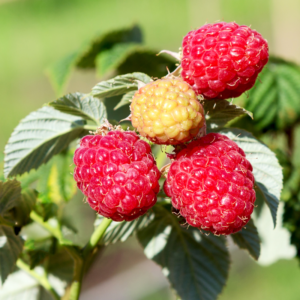 4 Caroline Red Raspberry Trees Plant 4-8 Inch Tall
