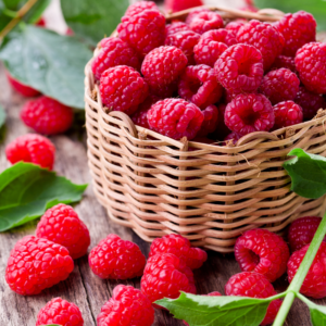 4 Caroline Red Raspberry Trees Live Plant 4-8 Inch Tall