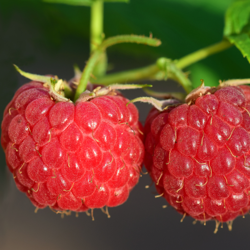 2 Red Raspberry Plants Live 4-8 Inch Height - Image 4