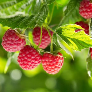 Alternative view of 2 Red Raspberry Plants Live 4-8 Inch Height