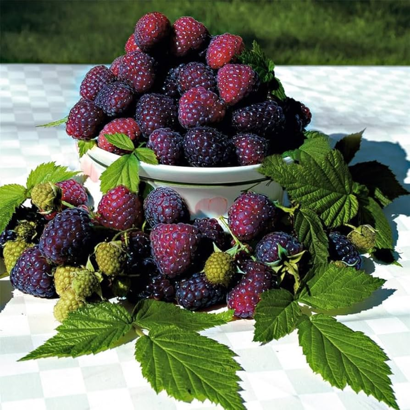 2 Purple Glencoe Raspberry Plants Live 4-8 Inch Height - Image 5