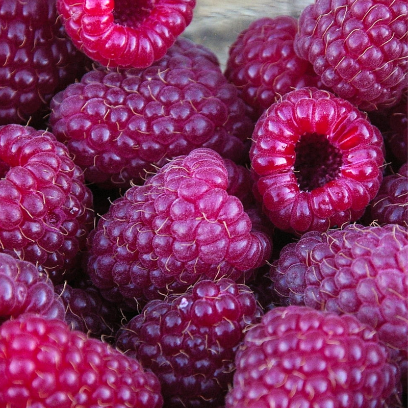 2 Purple Glencoe Raspberry Plants Live 4-8 Inch Height - Image 4