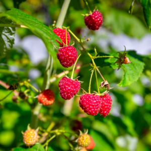 2 Caroline Red Raspberry Plants Live 4-8 Inch Height