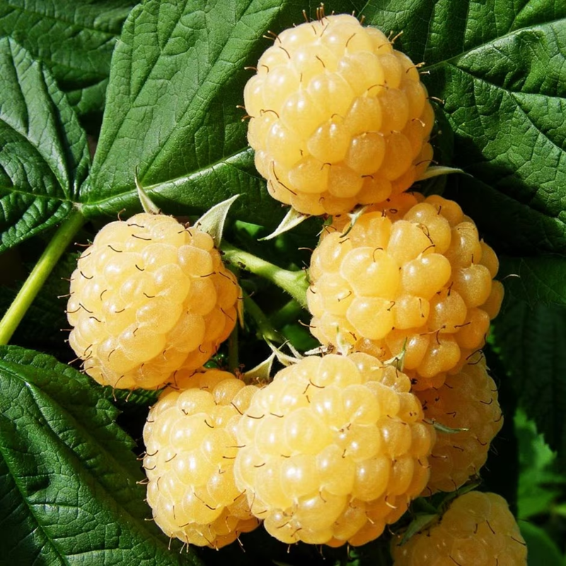 2 Fall Gold Raspberry Plants Live 4-8 Inch Height - Image 5