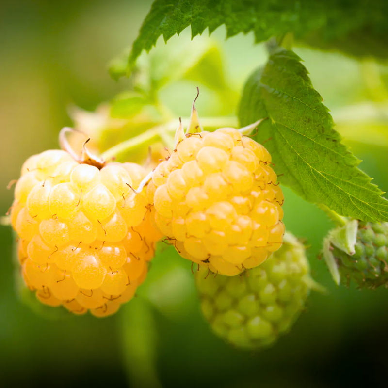 2 Fall Gold Raspberry Plants Live 4-8 Inch Height - Image 4