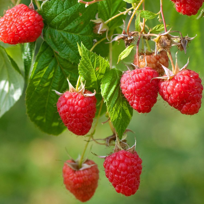 2 Red Raspberry Plants 4-8 Inch Tall - Image 3