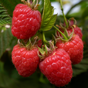 Alternative view of 2 Red Raspberry Plants 4-8 Inch Tall