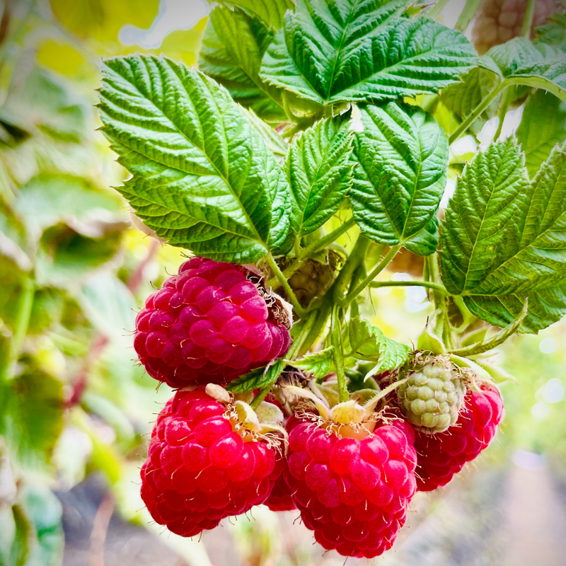 2 Red Raspberry Plants 4-8 Inch Tall