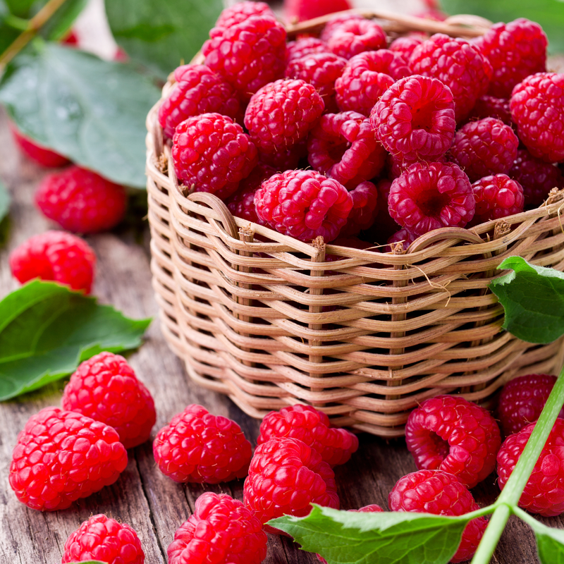 2 Caroline Red Raspberry Plants 4-8 Inch Tall - Image 2