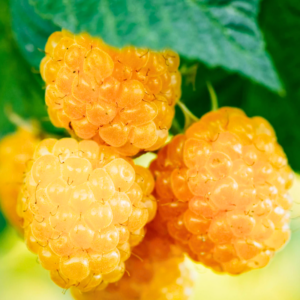 2 Fall Gold Raspberry Plants 4-8 Inch Tall