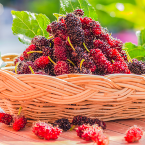 Alternative view of 2 Red Mulberry Trees 5-8 Inch Height