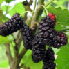 2 Illinois Everbearing Mulberry Plants 5-8 Inc Tall