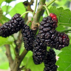 2 Illinois Everbearing Mulberry Plants 5-8 Inc Tall