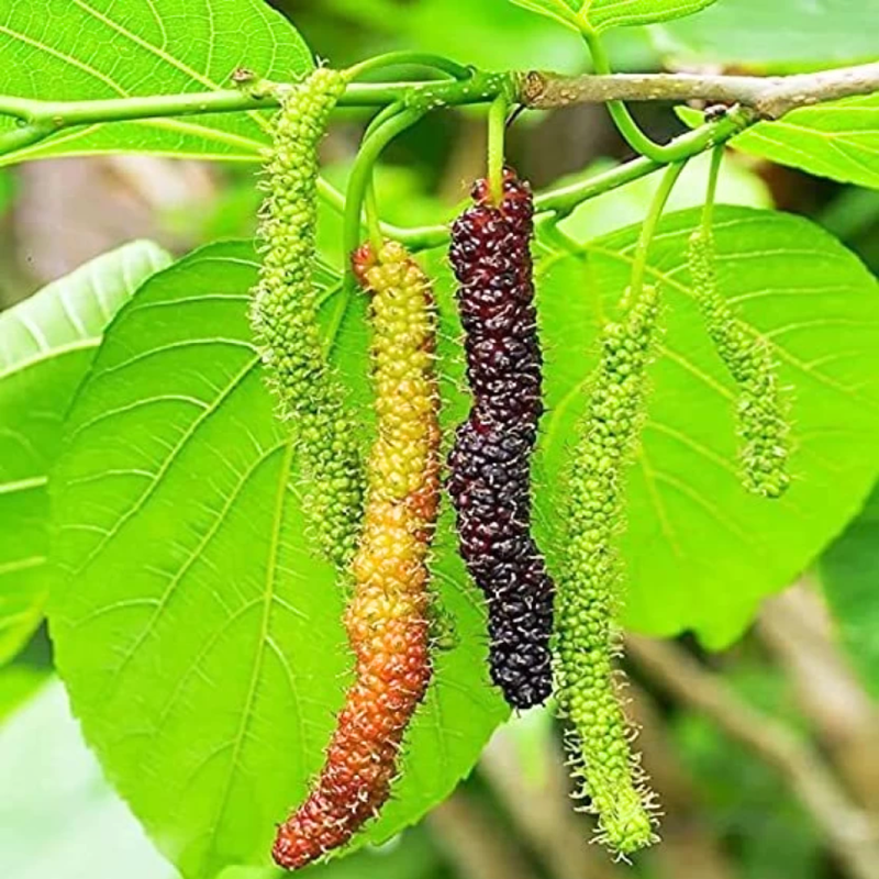 2 Pakistan Mulberry Plants 6-8 Inc Tall - Image 6