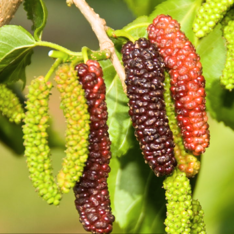 2 Pakistan Mulberry Plants 6-8 Inc Tall - Image 5
