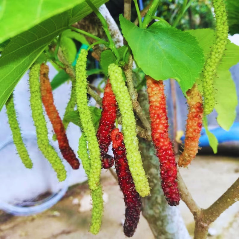 2 Pakistan Mulberry Plants 6-8 Inc Tall - Image 4