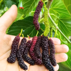 Alternative view of Pakistan Mulberry Plant 6-8 Inch Height