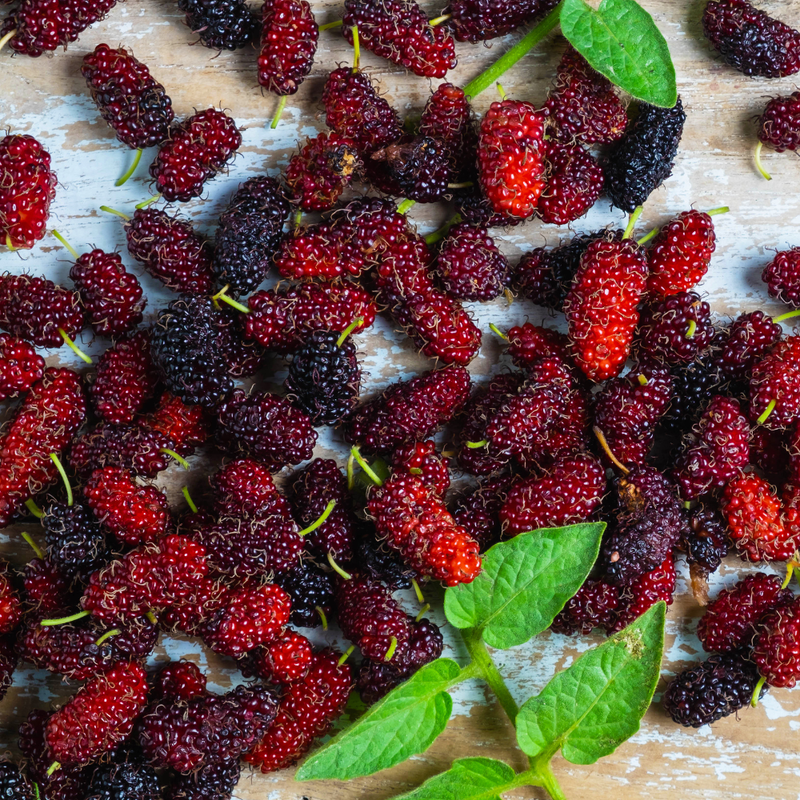 Red Mulberry Plant 5-8 Inch Height - Image 6