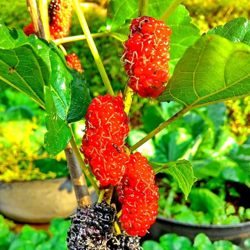 Red Mulberry Plant 5-8 Inch Height - Image 5