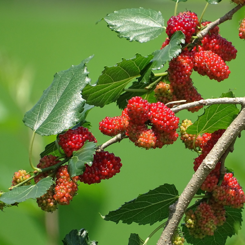 Red Mulberry Plant 5-8 Inch Height - Image 3