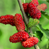 Red Mulberry Plant 5-8 Inch Height