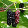 Illinois Everbearing Mulberry Plant 5-8 Inc Tall