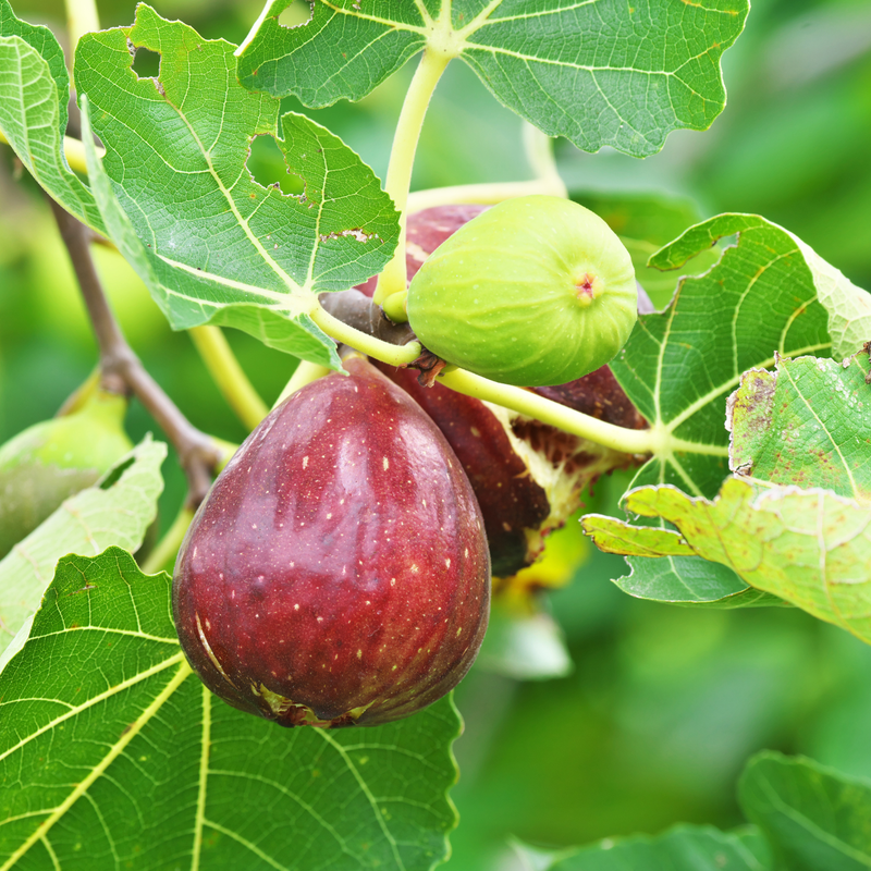 Set 4 Fig Seedlings 4-8 Inch Tall