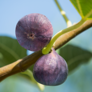 Set 2 Chicago Hardy Fig Trees 4-8 Inch Tall