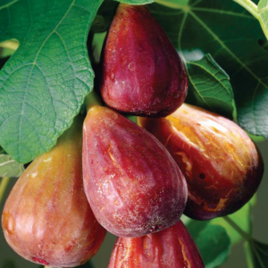 Alternative view of Set 2 Brown Turkey Fig Trees 4-8 Inch Tall