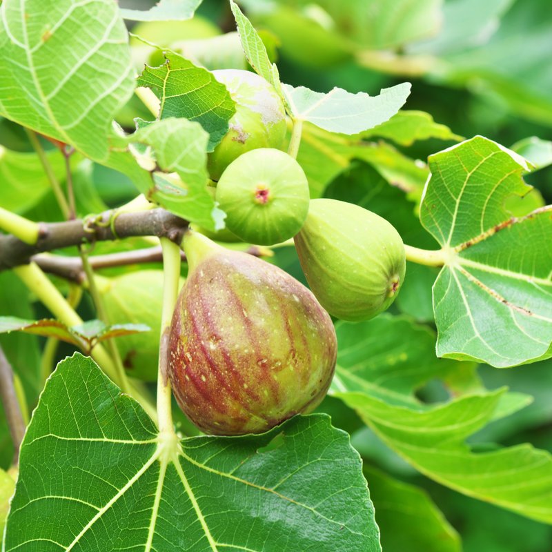Set 2 Olympian Fig Trees 4-8 Inch Tall - Image 5