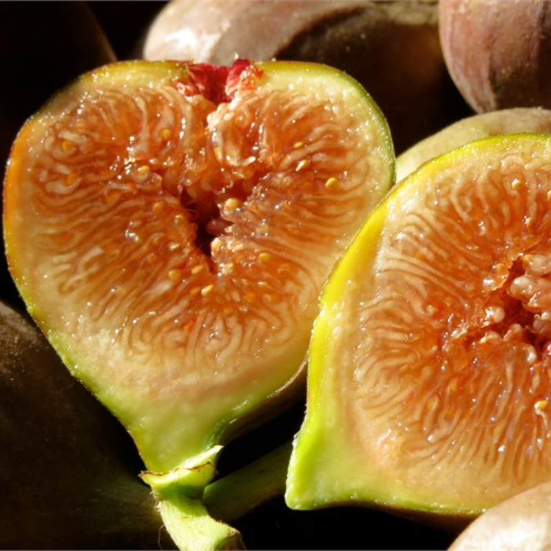 Set 2 Olympian Fig Trees 4-8 Inch Tall - Image 3