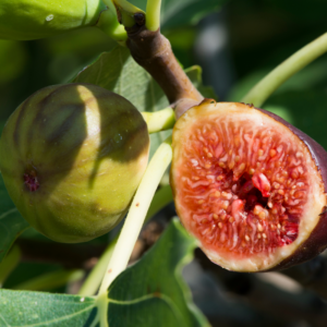 Set 2 Olympian Fig Trees 4-8 Inch Tall